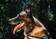 How the Right Dog Harness and Good Dog Grooming Tools Can Change Your Pet’s Life