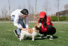 Finding the Best Pet Services in Canada: Breeders, Training, and Boarding
